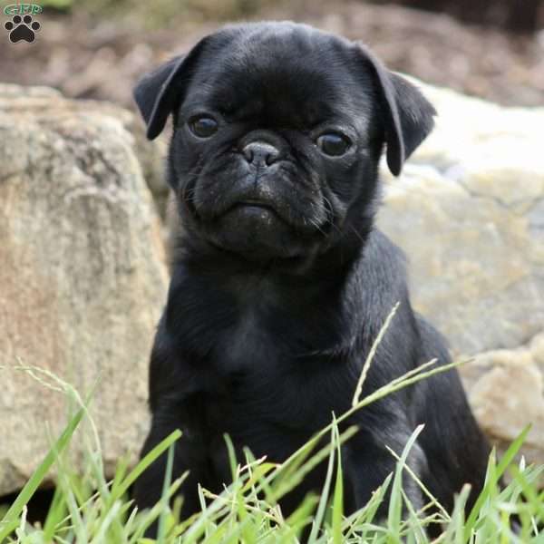 Roxy, Pug Puppy