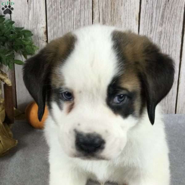 Bear, Saint Bernard Puppy