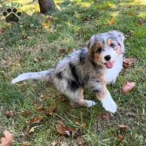 Blaine, Mini Bernedoodle Puppy