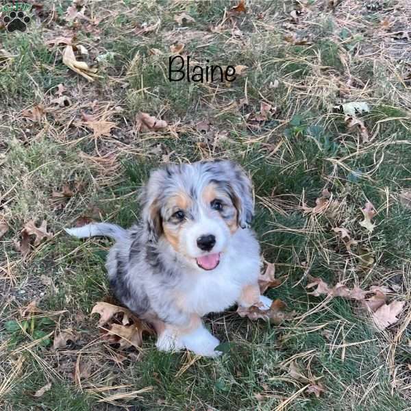 Blaine, Mini Bernedoodle Puppy