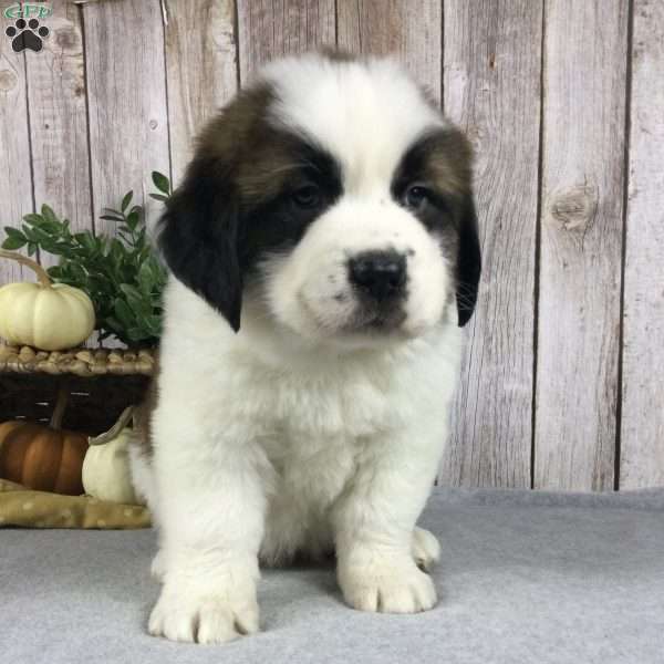 Bella, Saint Bernard Puppy