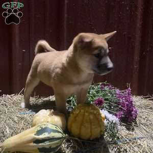 Chrysanthemum, Shiba Inu Mix Puppy