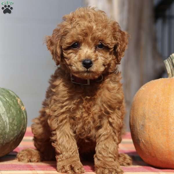 Austin, Mini Goldendoodle Puppy