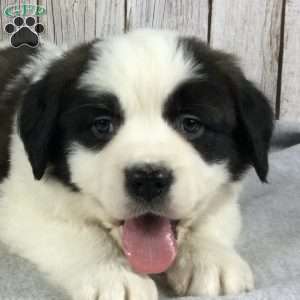 Sadie, Saint Bernard Puppy