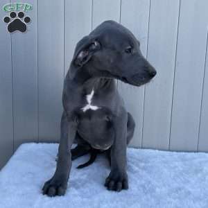 Bree, Great Dane Puppy