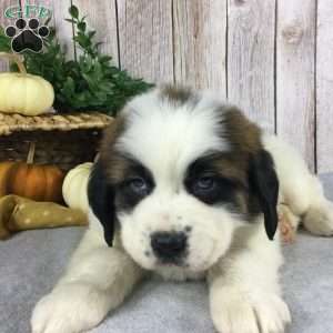 Bella, Saint Bernard Puppy