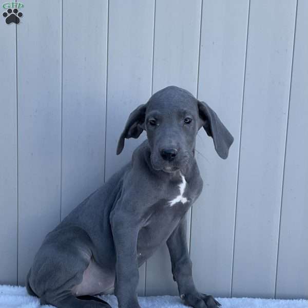 Bree, Great Dane Puppy