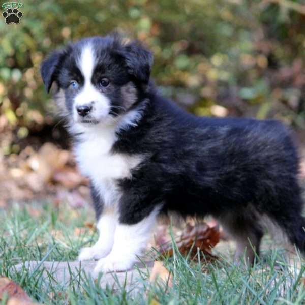 Bailey, Miniature Australian Shepherd Puppy