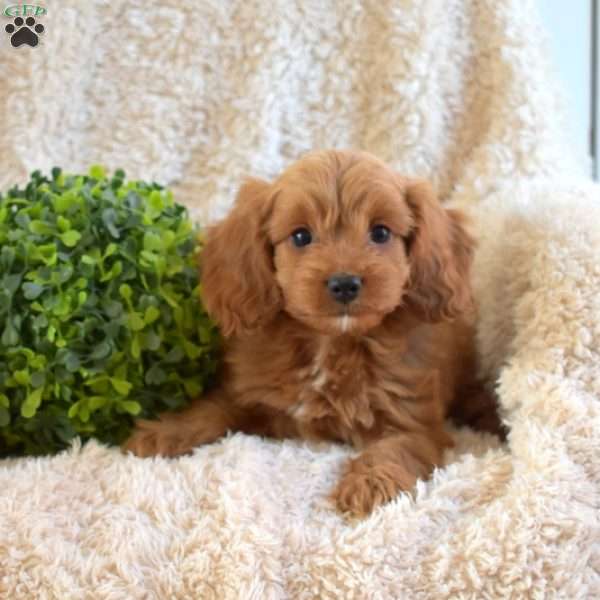 Bailey, Cavapoo Puppy