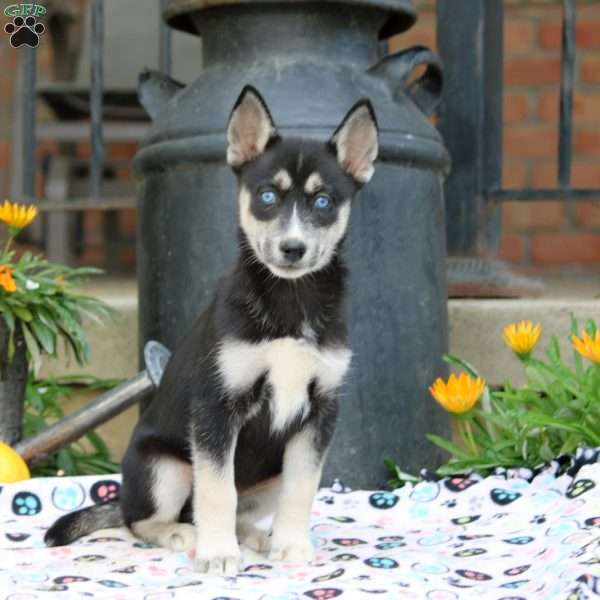 Bailey, Siberian Husky Puppy