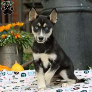 Bailey, Siberian Husky Puppy