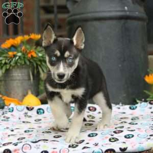 Bailey, Siberian Husky Puppy