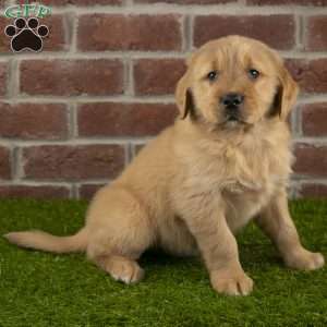 Bandit, Golden Retriever Puppy