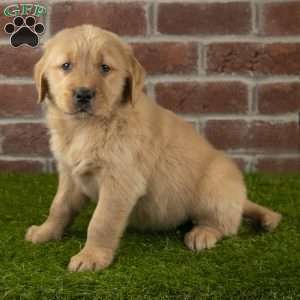 Bandit, Golden Retriever Puppy