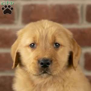 Bandit, Golden Retriever Puppy