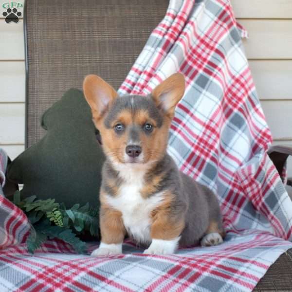 Bandit, Pembroke Welsh Corgi Puppy