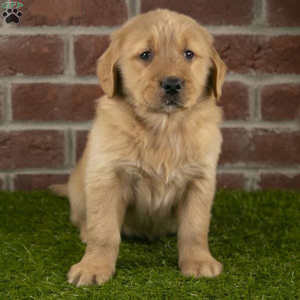 Bandit, Golden Retriever Puppy