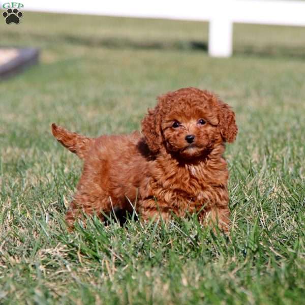 Banjo, Cavapoo Puppy