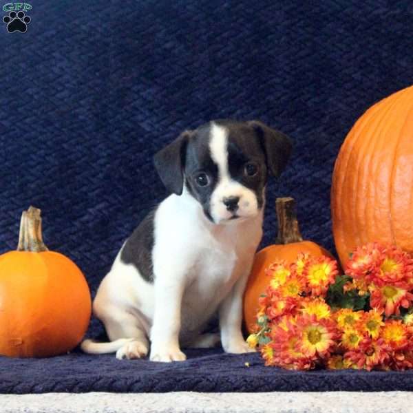 Barb, Boston Terrier Mix Puppy