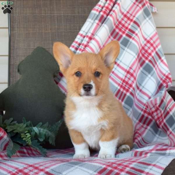 Barley, Pembroke Welsh Corgi Puppy