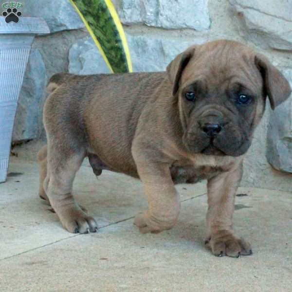 Barney, Cane Corso Puppy