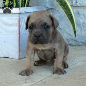 Barney, Cane Corso Puppy