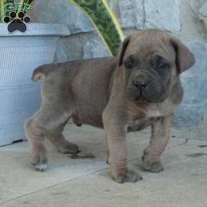 Barney, Cane Corso Puppy