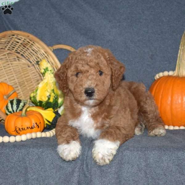 Barry, Mini Goldendoodle Puppy