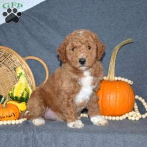 Barry, Mini Goldendoodle Puppy