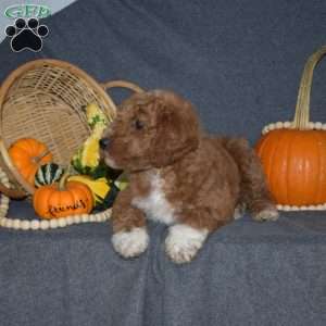 Barry, Mini Goldendoodle Puppy