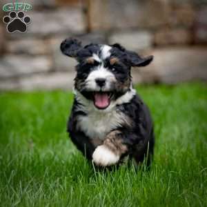 Baxter, Mini Bernedoodle Puppy