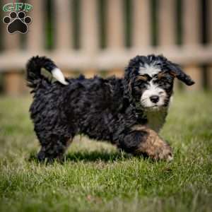 Baxter, Mini Bernedoodle Puppy