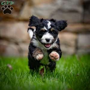 Baxter, Mini Bernedoodle Puppy