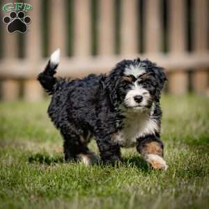 Baxter, Mini Bernedoodle Puppy