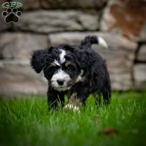 Baxter, Mini Bernedoodle Puppy