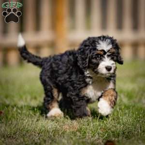 Baxter, Mini Bernedoodle Puppy