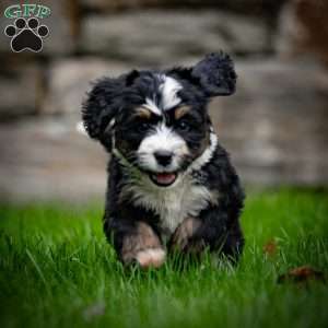 Baxter, Mini Bernedoodle Puppy