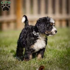 Baxter, Mini Bernedoodle Puppy