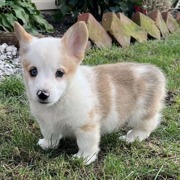 Bea, Pembroke Welsh Corgi Puppy