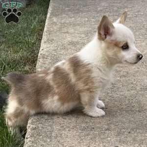 Bea, Pembroke Welsh Corgi Puppy