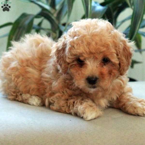 Beana, Miniature Poodle Puppy