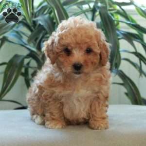 Beana, Miniature Poodle Puppy