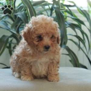 Beana, Miniature Poodle Puppy