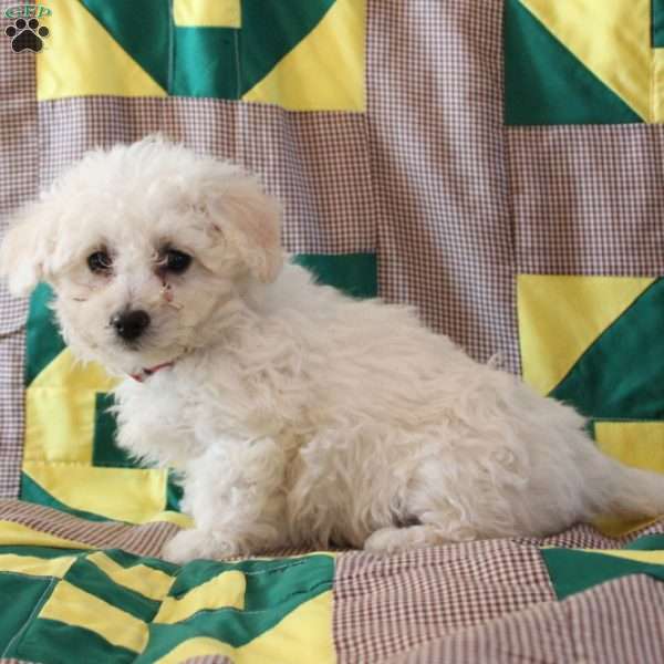 Beanie, Bichon Frise Puppy