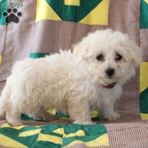 Beanie, Bichon Frise Puppy