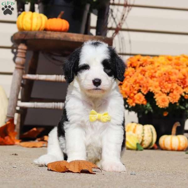 Bear, Sheepadoodle Puppy