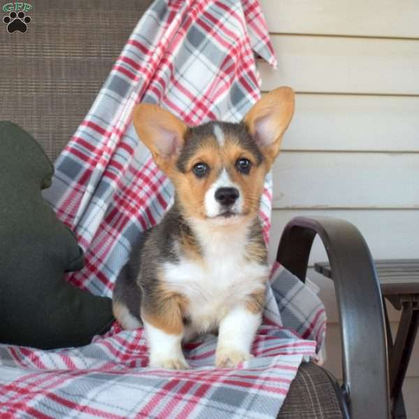 Bear, Pembroke Welsh Corgi Puppy