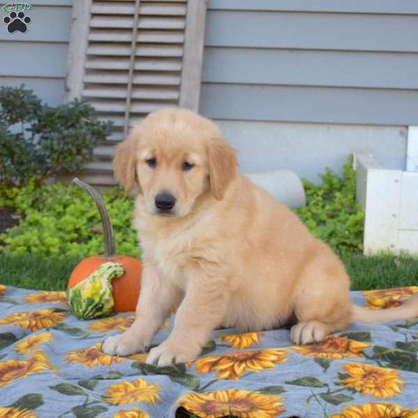 Bear, Golden Retriever Puppy