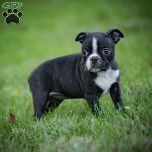 Beauty, Boston Terrier Puppy