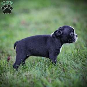 Beauty, Boston Terrier Puppy